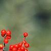 Ilex decidua, fruit