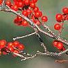 Ilex decidua, fruit