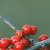 Ilex decidua 'Council Fire', fruit