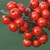 Ilex decidua 'Council Fire', fruit
