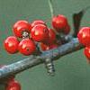 Ilex decidua 'Council Fire', fruit