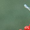 Ilex decidua 'Council Fire', fruit