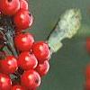 Ilex decidua 'Pocohontas', fruit