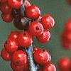 Ilex decidua 'Pocohontas', fruit