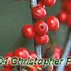Ilex decidua 'Pocohontas', fruit