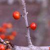 Ilex decidua 'Sundance', fruit