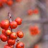 Ilex decidua 'Sundance', fruit