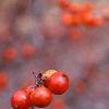 Ilex decidua 'Sundance', fruit