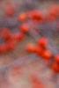 Ilex decidua 'Sundance', fruit