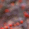 Ilex decidua 'Sundance', fruit