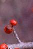 Ilex decidua 'Sundance', fruit