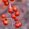 Ilex decidua 'Sundance', fruit