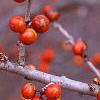 Ilex decidua 'Sundance', fruit