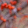 Ilex decidua 'Sundance', fruit