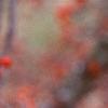 Ilex decidua 'Sundance', fruit