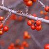 Ilex decidua 'Sundance', fruit