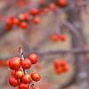 Ilex decidua 'Sundance', fruit