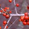 Ilex decidua 'Sundance', fruit
