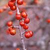 Ilex decidua 'Sundance', fruit