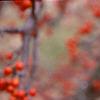 Ilex decidua 'Sundance', fruit