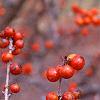 Ilex decidua 'Sundance', fruit
