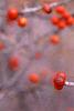 Ilex decidua 'Sundance', fruit