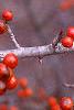 Ilex decidua 'Sundance', fruit