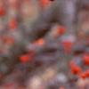 Ilex decidua 'Sundance', fruit