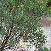 Ilex glabra 'Shamrock', habit