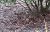 Ilex glabra 'Shamrock', habit