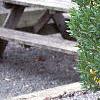 Ilex glabra 'Shamrock', habit
