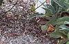 Ilex glabra 'Shamrock', habit