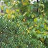 Ilex glabra 'Shamrock', habit