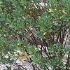 Ilex glabra 'Shamrock', habit