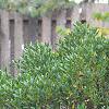 Ilex glabra 'Shamrock', habit