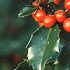 Ilex x meserveae 'Blue Girl', fruit