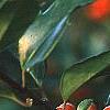 Ilex x meserveae 'Blue Girl', fruit