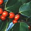 Ilex x meserveae 'Blue Girl', fruit