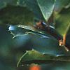 Ilex x meserveae 'Blue Girl', fruit