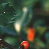 Ilex x meserveae 'Blue Girl', fruit