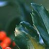 Ilex x meserveae 'Blue Girl', fruit