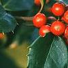 Ilex x meserveae 'Blue Girl', fruit