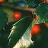 Ilex x meserveae 'Blue Girl', fruit