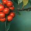 Ilex x meserveae 'Blue Girl', fruit