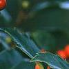 Ilex x meserveae 'Blue Girl', fruit