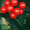 Ilex x meserveae 'Blue Maid', fruit