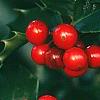 Ilex x meserveae 'Blue Maid', fruit