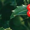 Ilex x meserveae 'Blue Maid', fruit
