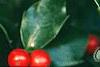 Ilex x meserveae 'Blue Maid', fruit