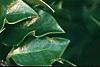 Ilex x meserveae 'Blue Maid', fruit